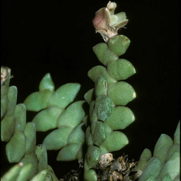 Dendrobium leonis ফুল