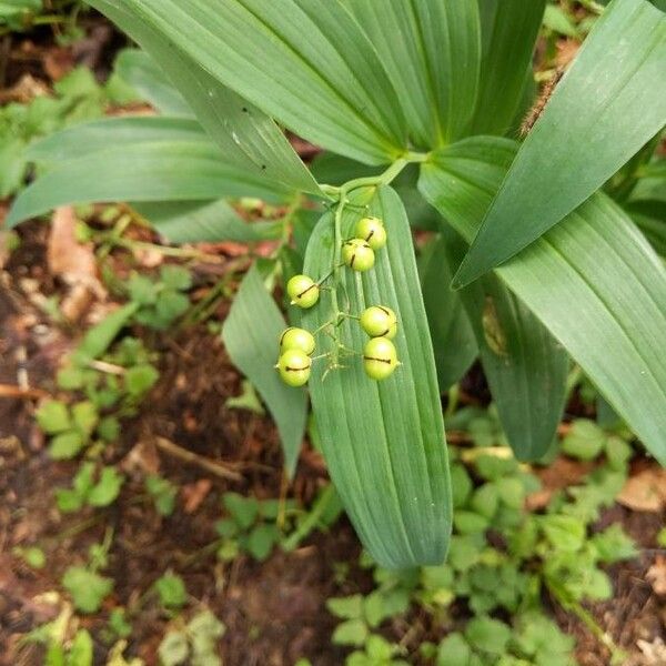 Maianthemum racemosum ᱥᱟᱠᱟᱢ