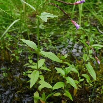 Epilobium hornemannii Habit