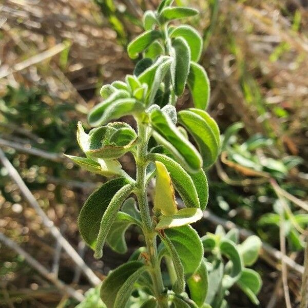 Dicliptera napierae Blatt