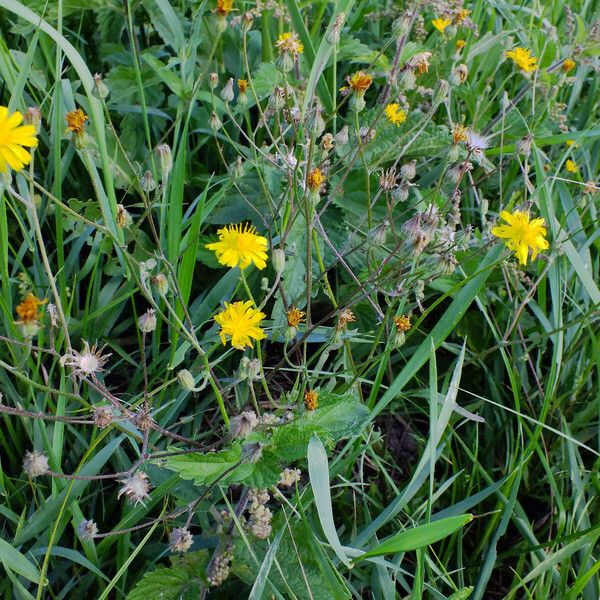 Crepis tectorum عادت