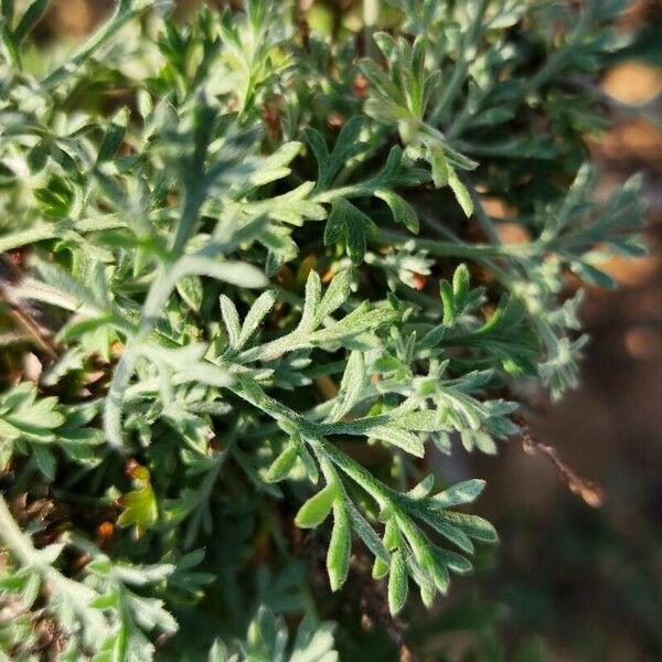 Artemisia scoparia Liść