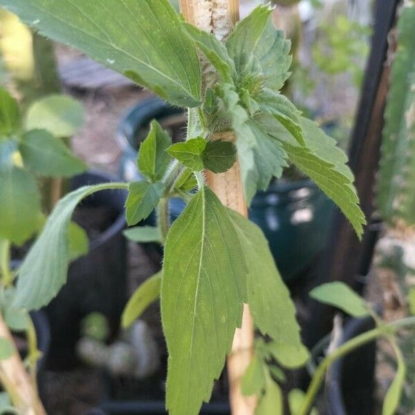 Ocimum tenuiflorum Blad