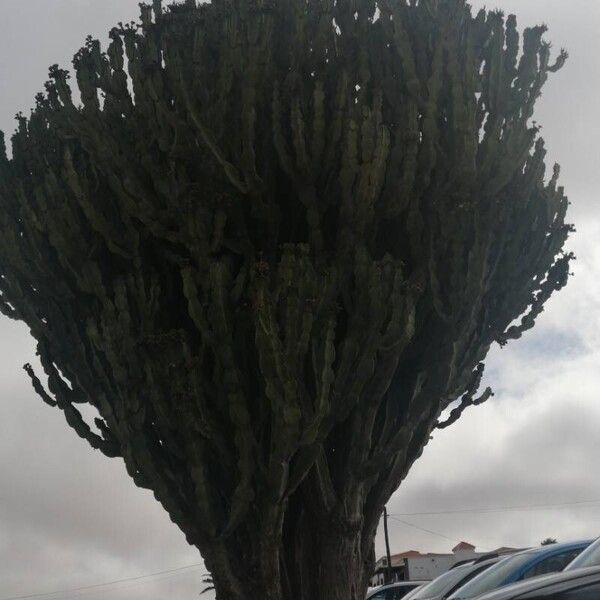 Euphorbia murielii Leaf