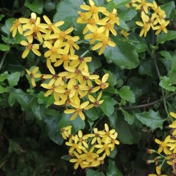 Senecio angulatus Kwiat