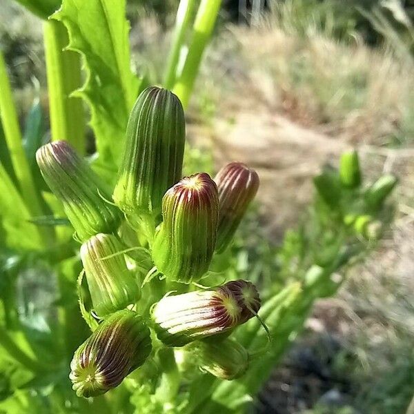 Erechtites hieraciifolius Flower