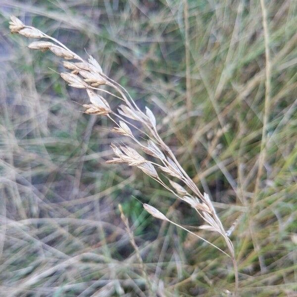 Bromus secalinus ᱡᱚ