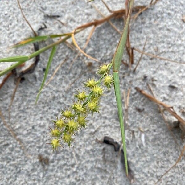 Cenchrus longispinus Flower