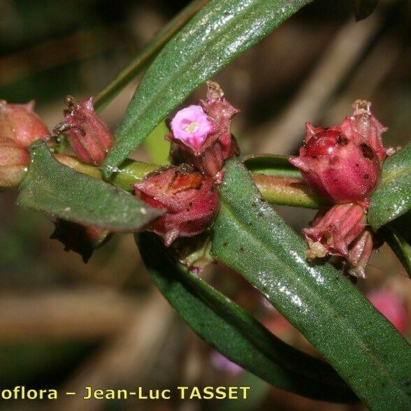 Ammannia robusta Flower