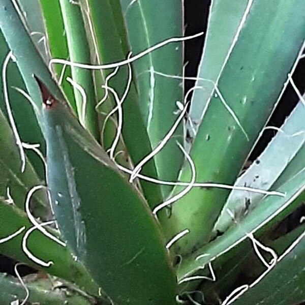 Agave filifera Leaf