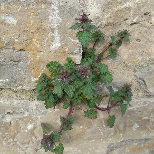 Lamium hybridum Pokrój