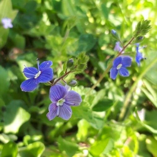 Veronica scutellata Flower