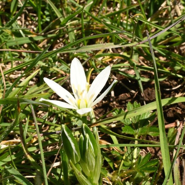 Ornithogalum orthophyllum Diğer