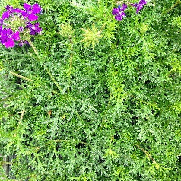 Verbena tenera Habit