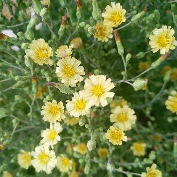 Lactuca sativa Floare