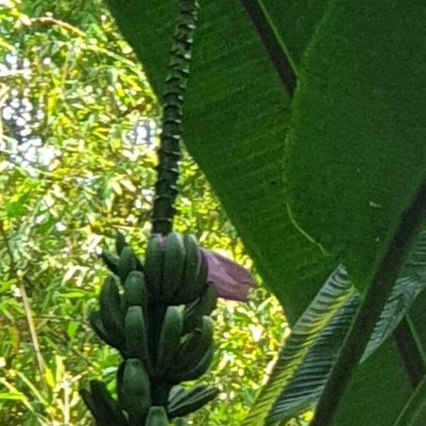 Musa ornata फूल