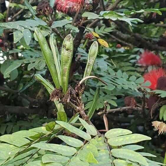 Calliandra haematocephala Fruit
