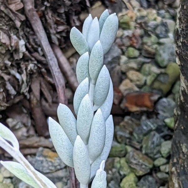 Caputia tomentosa Foglia