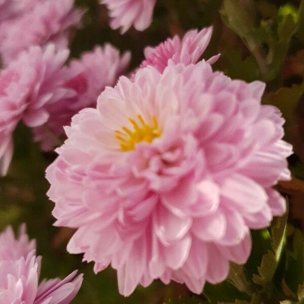 Chrysanthemum x grandiflorum Bloem