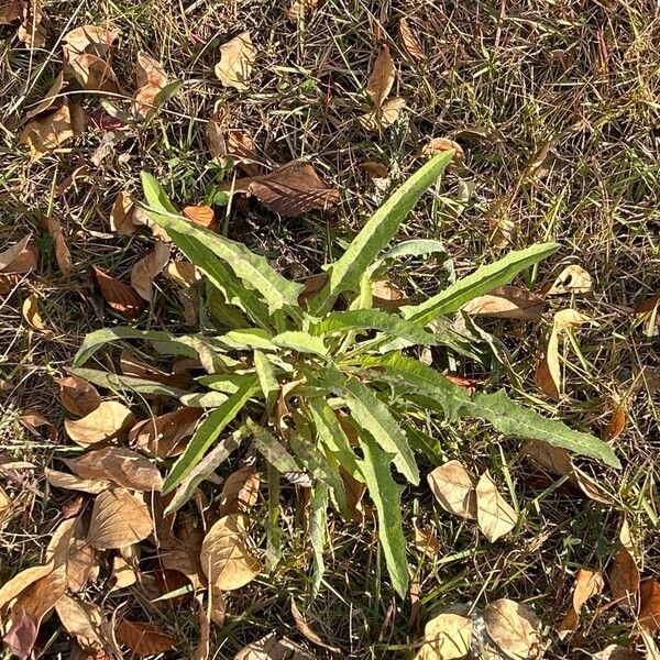 Sonchus arvensis Hoja