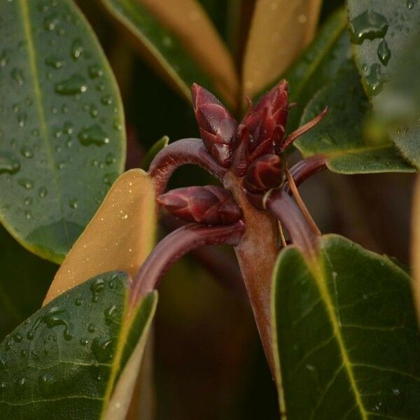 Rhododendron campanulatum Flower