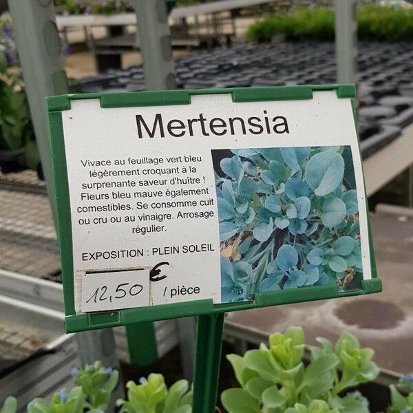 Mertensia maritima Other