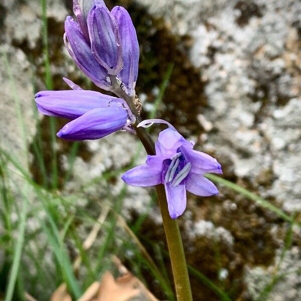 Hyacinthoides hispanica 花