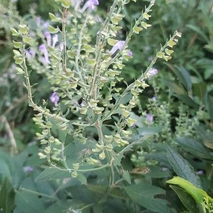 Scutellaria incana List