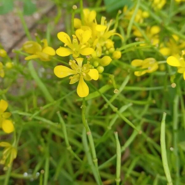 Rorippa sylvestris 花