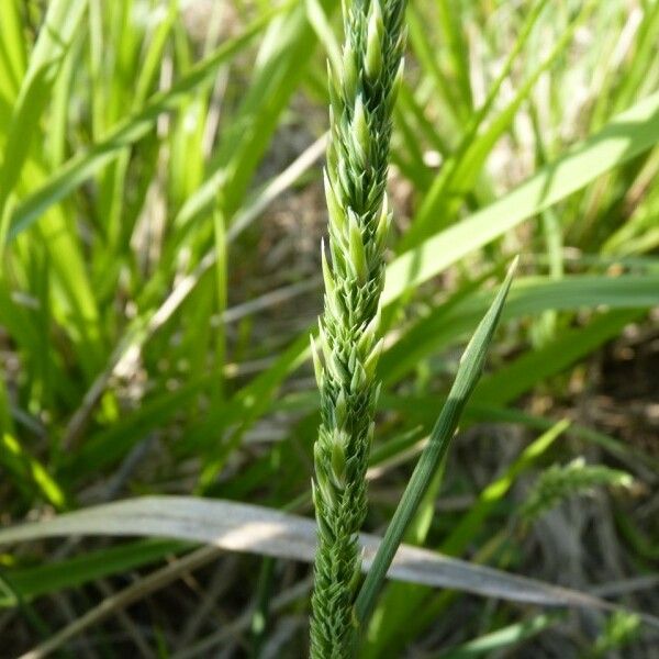 Phleum phleoides Агульны выгляд