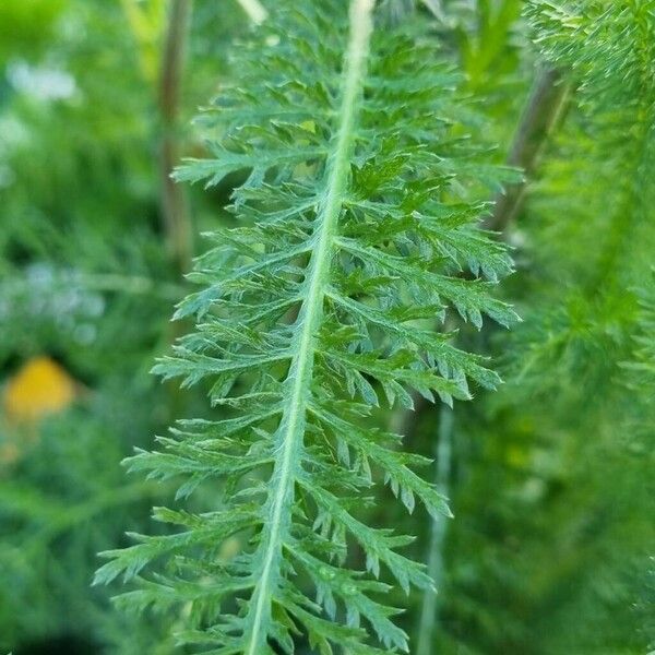 Achillea nobilis Fuelha