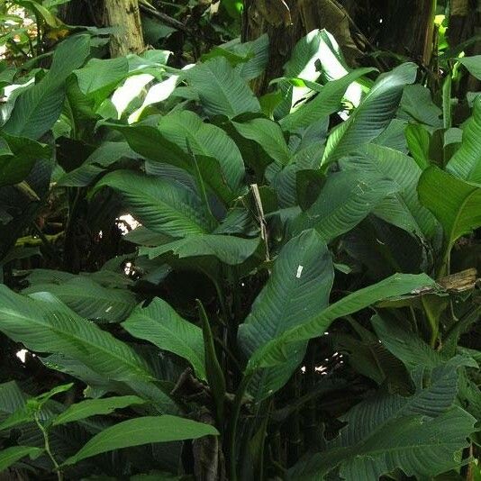 Dieffenbachia tonduzii Elinympäristö