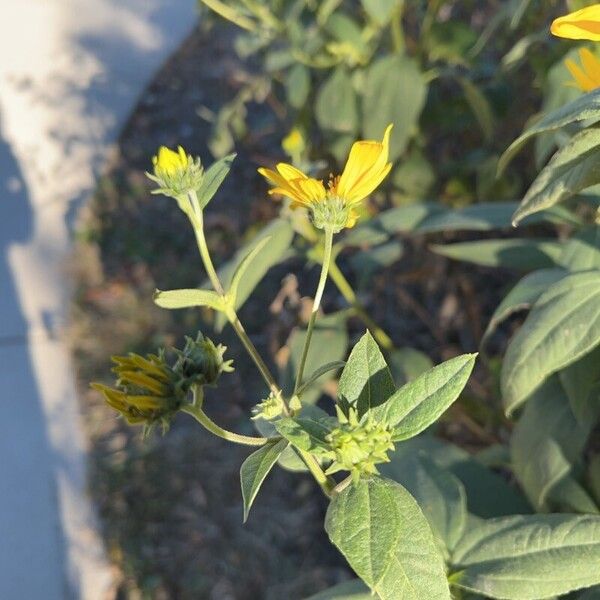 Helianthus divaricatus পাতা