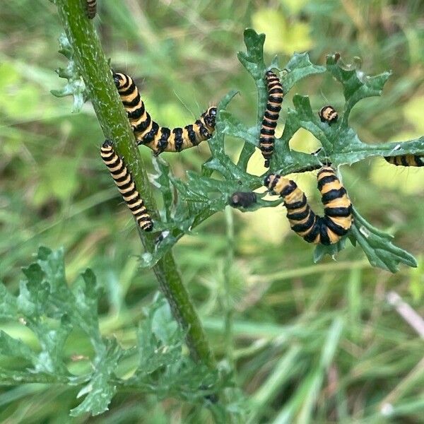 Jacobaea vulgaris অভ্যাস