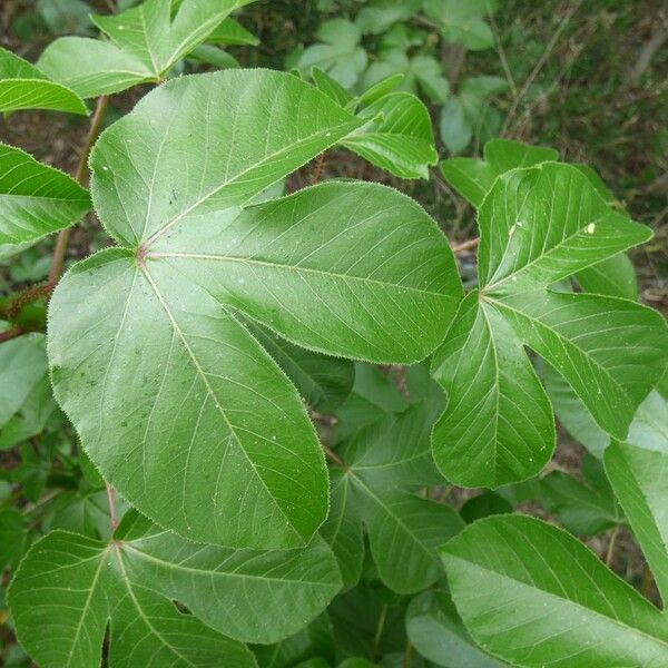 Jatropha gossypiifolia Leaf