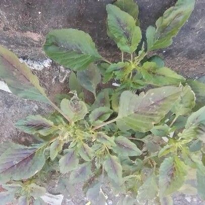 Amaranthus spinosus 葉