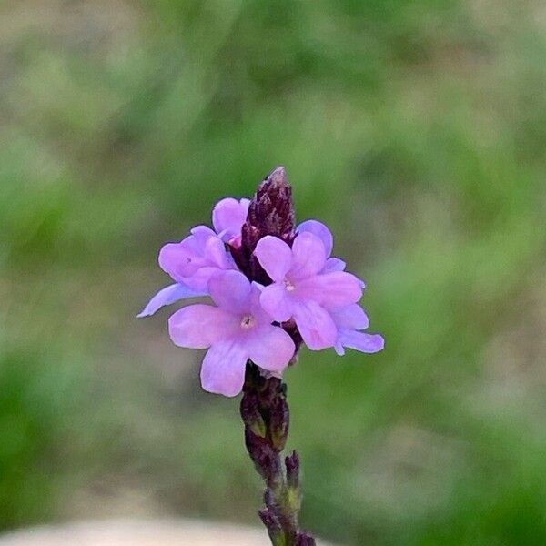 Verbena officinalis Çiçek