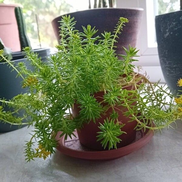 Sedum mexicanum Leaf