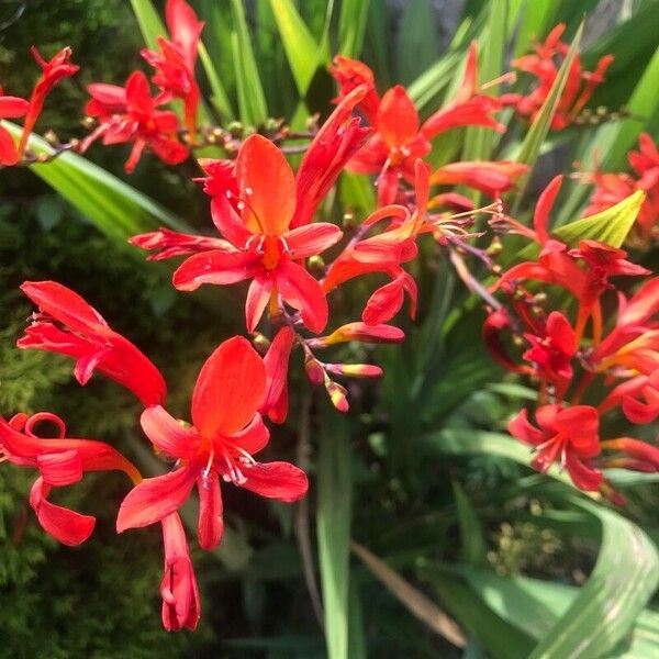 Crocosmia × crocosmiiflora 花