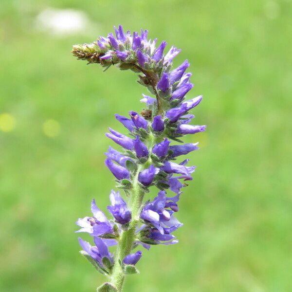 Veronica spicata Kwiat