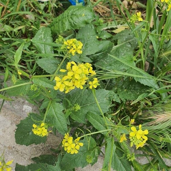 Rhamphospermum arvense Flower