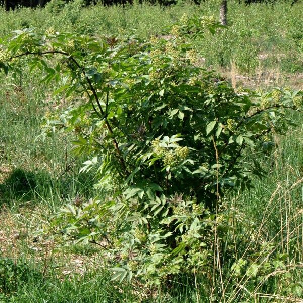 Sambucus racemosa 形態