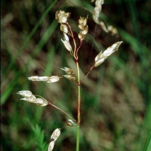 Anthoxanthum nitens फल