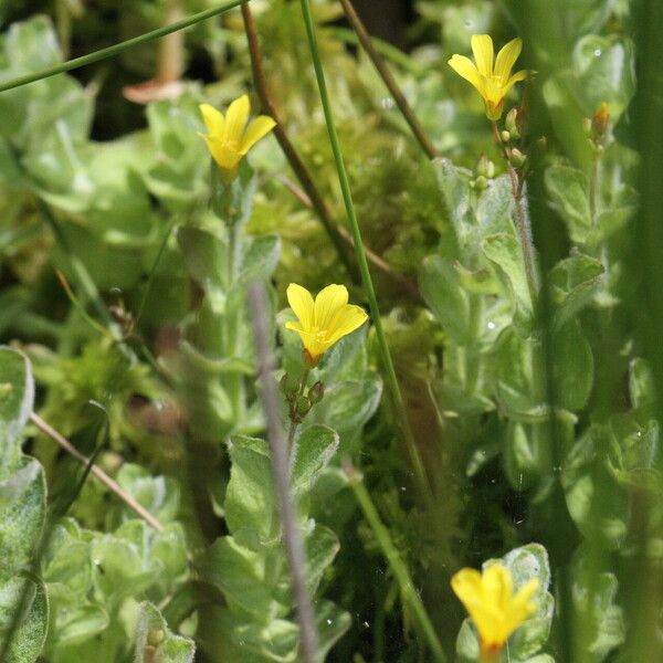 Hypericum elodes Flower