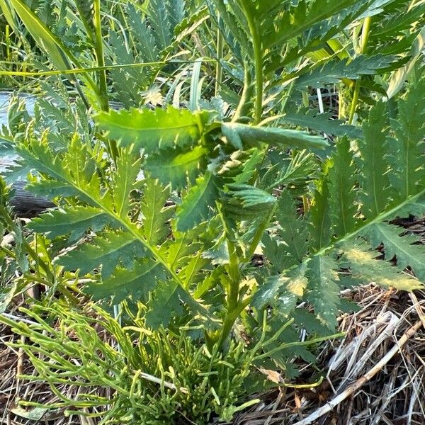 Tanacetum macrophyllum Deilen