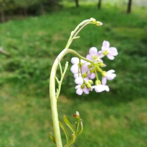 Cardamine pratensis Foglia