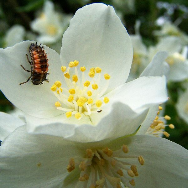 Philadelphus coronarius Blomst