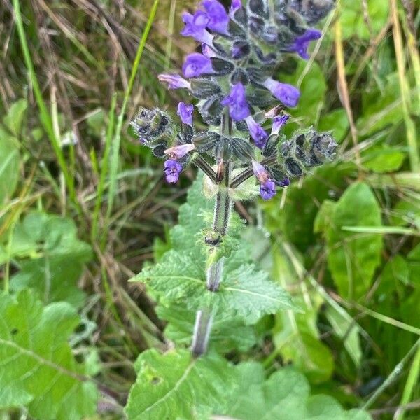 Salvia verbenaca Blad