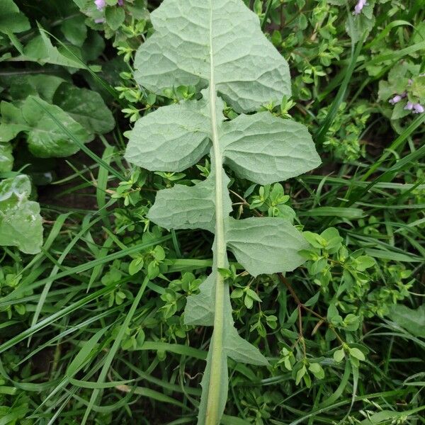 Sonchus oleraceus Levél