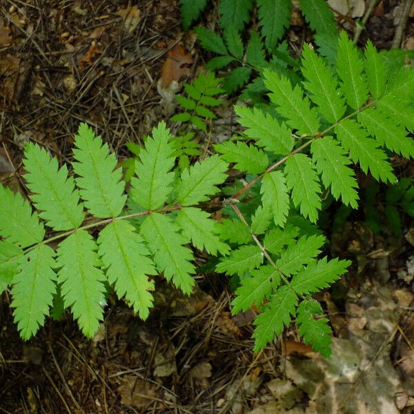 Sorbus aucuparia Folha